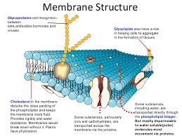 We did not find results for: Plasma Membrane