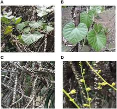 Image result for Tinospora fragosa