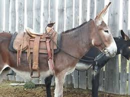 Saddlery definition, saddles, harnesses, and other equipment for horses. Mule Western Horse Saddles For Sale Ebay