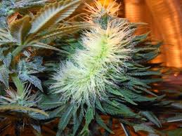 Part of the nacelle was lost and the aft fuselage had 30 cm long impact damage and the left this is consistent with a single fan blade failing near the root and being released, followed by a second. Five Genetic Abnormalities That May Affect Your Cannabis Leaves Lamota Growshop