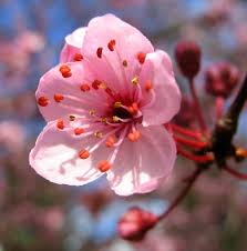 This photo is about sight, spring, tree Free Photo Cherry Blossoms Closeup3 Cherryblossom Cherryblossoms Floweringtree Free Download Jooinn