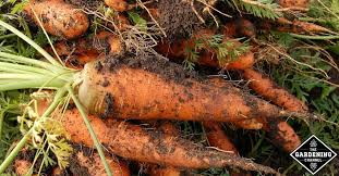 Learn how to freeze fresh carrots to enjoy letter. How Long Can You Leave Carrots In The Ground Gardening Channel