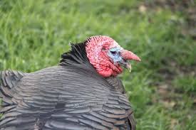 11 11 Turkey Breeds You Need To Know About If You Plan To