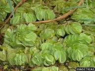 Image result for Salviniaceae