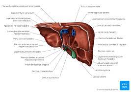 Processus falciformis, falciform ligament, ligamentum falciforme. Leber Und Gallenblase Anatomie Lage Und Funktion Kenhub