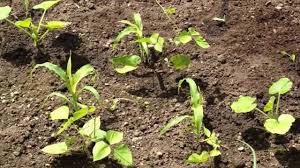 This method is the best known because it was the planting method that the iroquois taught the early colonial settlers. How To Grow The 3 Sisters Garden Youtube