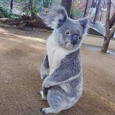 Pin By Michelle M On Koalas In 2020 Cute Funny Animals Koala Marsupial Koala Bear