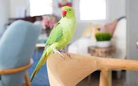 Oct 14, 2020 · some sources mention that indian ringnecks living for up to 50 years have been recorded! Indian Ringneck Life Span What Influences It Psittacology