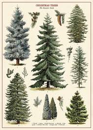 Amazon Com Cavallini Co Christmas Tree Chart Decorative