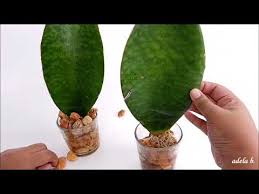 Check spelling or type a new query. Sansevieria Masoniana Growing In Water And Care Diy Wall Hanging Decor Whale Fin Snake Plant Youtube