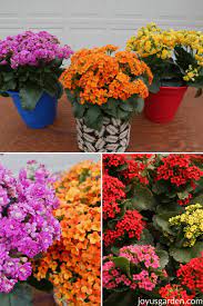 Caring For Flowering Kalanchoes A Popular Succulent Houseplant