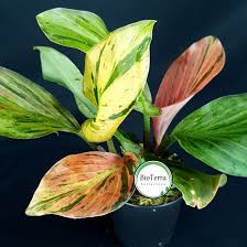 Image result for Kaempferia