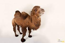 People in ireland love singing and dancing. Photo Ark Home Critically Endangered Bactrian Camel National Geographic Society