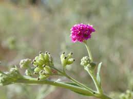 Image result for Boerhavia coccinea