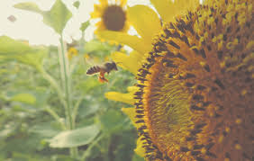 Resultado de imagen de ABEJAS FLORES