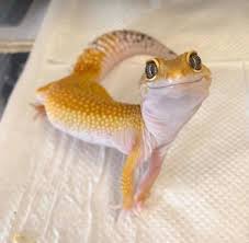 Feeling Pretty Reptiles Pet Cute Gecko Animals