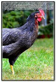 Domestic Turkey Turkey Breeds Read More At Http Raisechicken Website Raising Turkeys In Your Home Can Be Ver Raising Turkeys Raising Chickens Chicken Coop