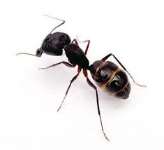 Learn about the lifespan of an and how to control them. Ant Pest Control Removal In Melbourne Get Rid Of Ants