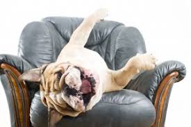 If it has been resting against a wall, wipe the wall with a. Professional Upholstery Cleaning Denver Furniture Cleaning