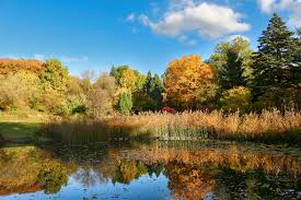 Die offizielle app des botanischen gartens frankfurt in der ersten ausbaustufe mit 30 audioguide texten und 143 pflanzenporträts zum senckenbergischen arzneipflanzengarten. Botanischer Garten Frankfurt Am Main Foto Bild Wasser Teich Herbst Bilder Auf Fotocommunity