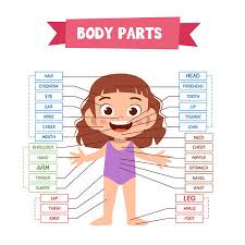 This useful list will help you expand your english vocabulary words. Body Parts Kids Stock Photos And Images 123rf
