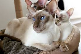 The siamese cat is probably one of the most well known and a favorite cat breed among cat lovers worldwide. Siamese Cat Facts