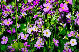 Try to find some letters, so you can find your solution more easily. Purple And White Flowers From Garden These Are Small Flowers Stock Photo Picture And Royalty Free Image Image 18497704