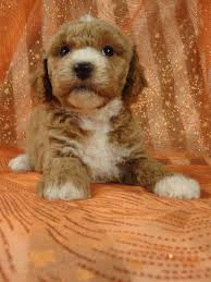 We have 7 beautiful cockapoo cross puppies for sale. Male Cockapoo 2 Dob 8 3 10 475 My Name Is Brian D Sterr Flickr