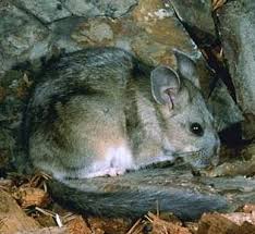 Bushy Tailed Wood Rat They Build Spectacular And Complex Structures To Live In Have Found Several Around In The Woods Animals Wood Rat Sonoma County Garden