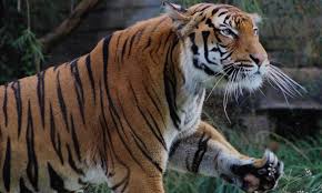 The national team is recognised by fifa as the successor of the. Malaysiakini Malayan Tiger At New York S Bronx Zoo Tests Positive For Coronavirus