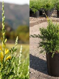 Image result for Scleria racemosa