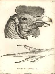 Pin On Vintage Illustrations Animals And Insect Prints