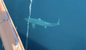 Basking shark cruise ship passengers spot giant shark. Giant Shark Circling Cruise Ship Sparks Megalodon Fears For Tourists Express Co Uk