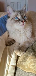The international ragdoll cat guide has 693 members. Ragdollcatkin Tumblr Blog With Posts Tumbral Com