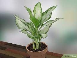 Thinking about getting a plant specifically for your bedroom? How To Care For Indoor Plants 15 Steps With Pictures Wikihow