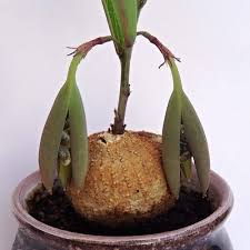 Image result for Adenia goetzei