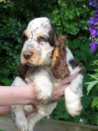 Cocker Spaniel Anglais Cocker Chien Chiot Cocker Dessin De Chien