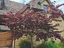 The violet colored flowers appear on the bare branches in spring, making a. Plants For Dallas Your Source For The Best Landscape Plant Information For The Dallas Ft Worth Metroplex Forest Pansy Redbud