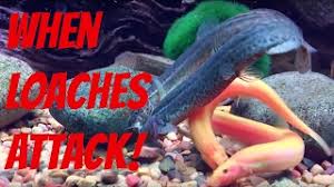 Loaches Fish Breed Information And Pictures - Petguide | Petguide