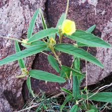 Image result for Melhania prostrata