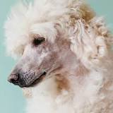Empecher Votre Chien Ou Votre Chiot De Macher Vos Affaires ...