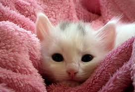 Diatomaceous earth acts like a magnet for hard metals in the intestines. Diatomaceous Earth For Cats