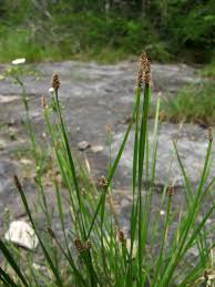 Image result for Eleocharis naumanniana