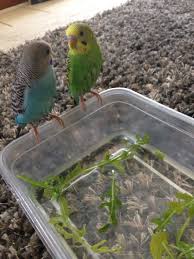 Warm room keep the temperature raised so it's not a shock to baby's system when she comes out of the bath. Budgies Need Bath Every Week Fill A Container With Enough Water To Cover Their Feet Budgies Bird Budgies Parakeet Bird