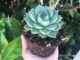 Echeveria Purpureum Trees To Plant Planting Succulents Echeveria