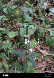 Image result for Aneilema