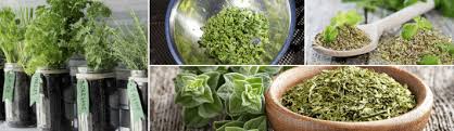 Marjoram is used in a lot of different meat dishes and can be a delicious spicing option. Marjoram Substitute Ideas Top Tricks For Saving Your Recipe On The Gas The Art Science Culture Of Food