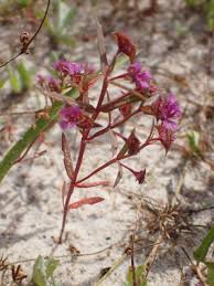 Image result for Nesaea erecta