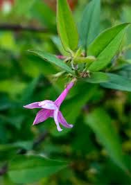 Image result for Jasminum beesianum