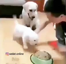 Ask Ask Anne Dublaj Sevgili Arkadas Kizlar Erkekler Eglence Gulduru Komikvideolar Askim Mizah Askadair Dogs Animals